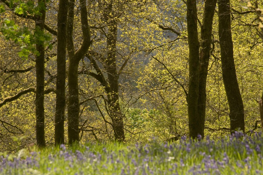 Broadleaf trees and bluebells