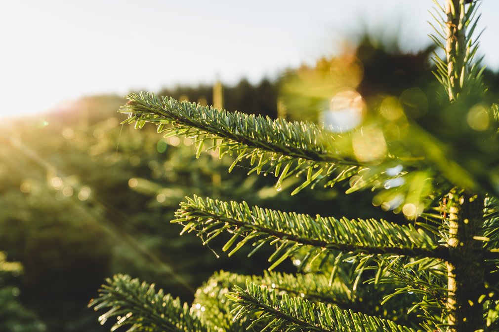 Christmas tree pine needles