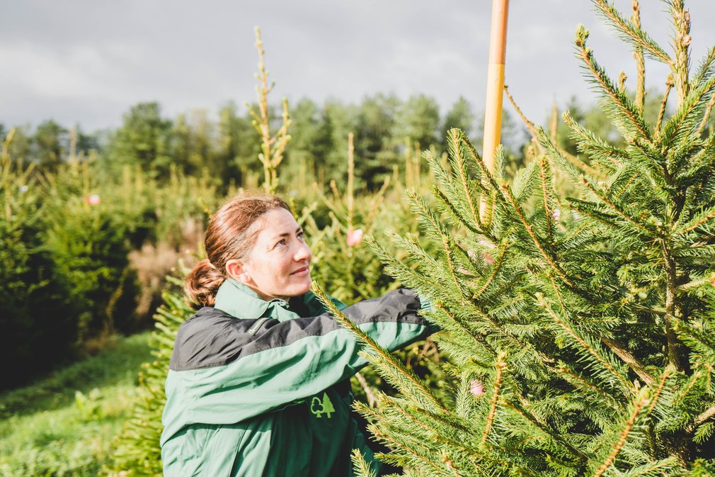 Woman selecting Christmas tree
