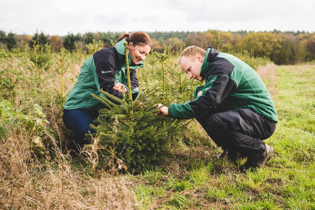 Forestry Commission staff inspecting trees for aphids