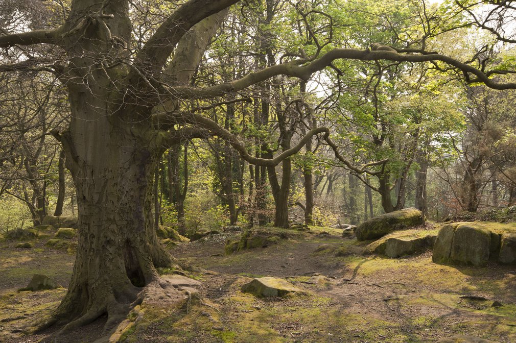 Oak in spring generic