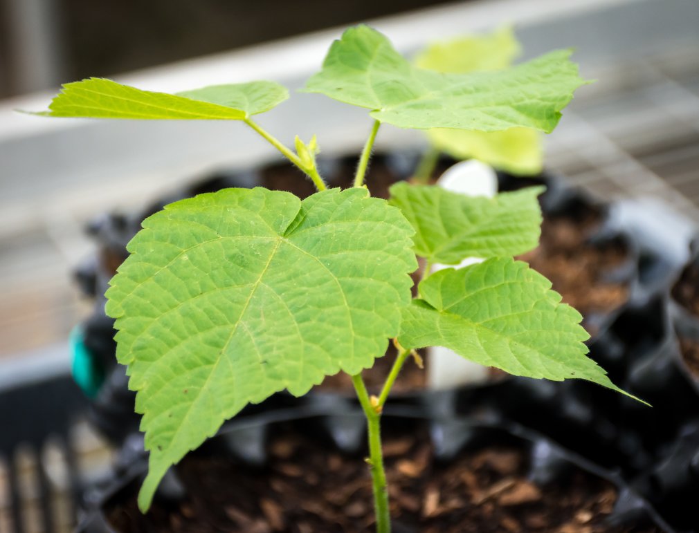 Propagation