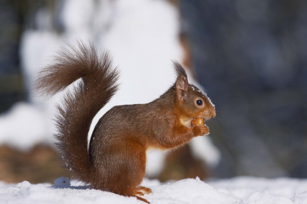 Red squirrel in the snow