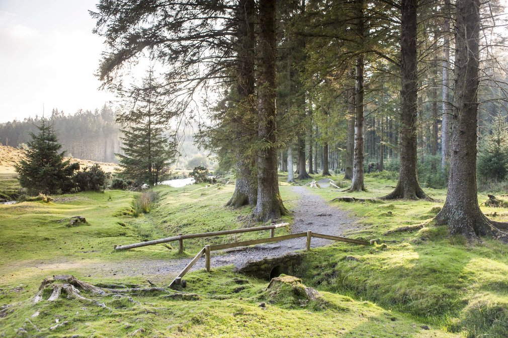 Bellever Forest