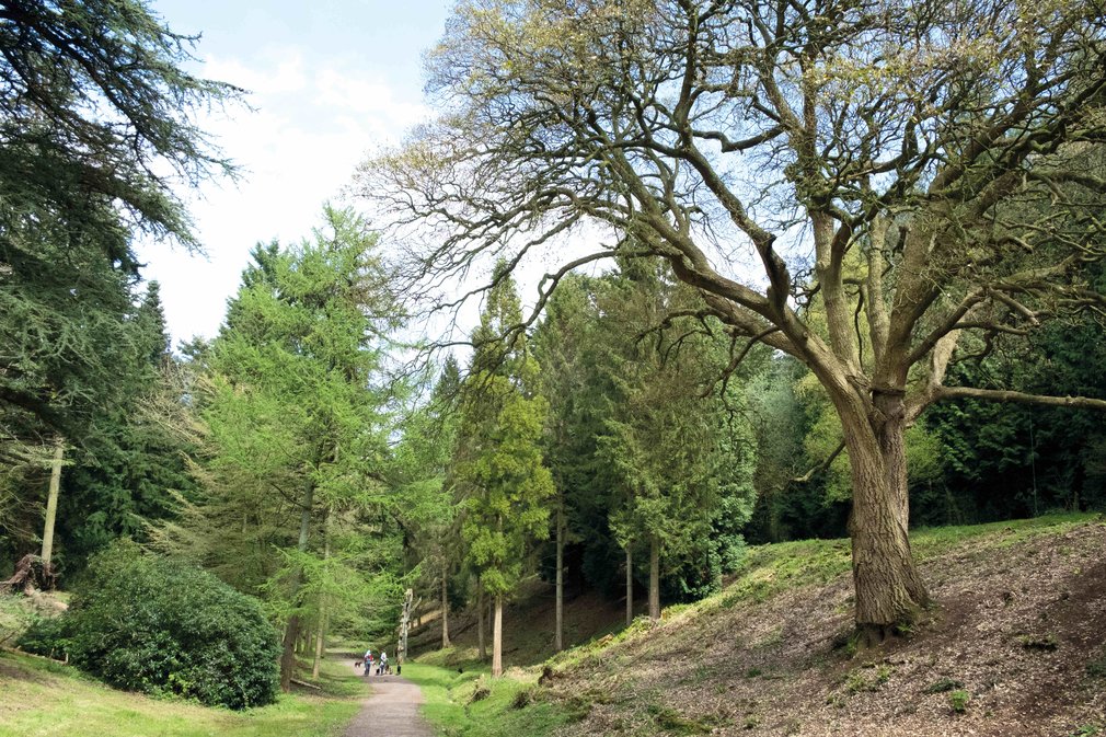 Path through the trees
