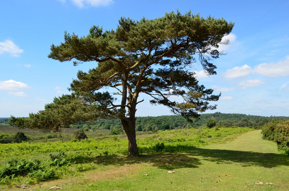 The open forest landscape within the New Forest National Park