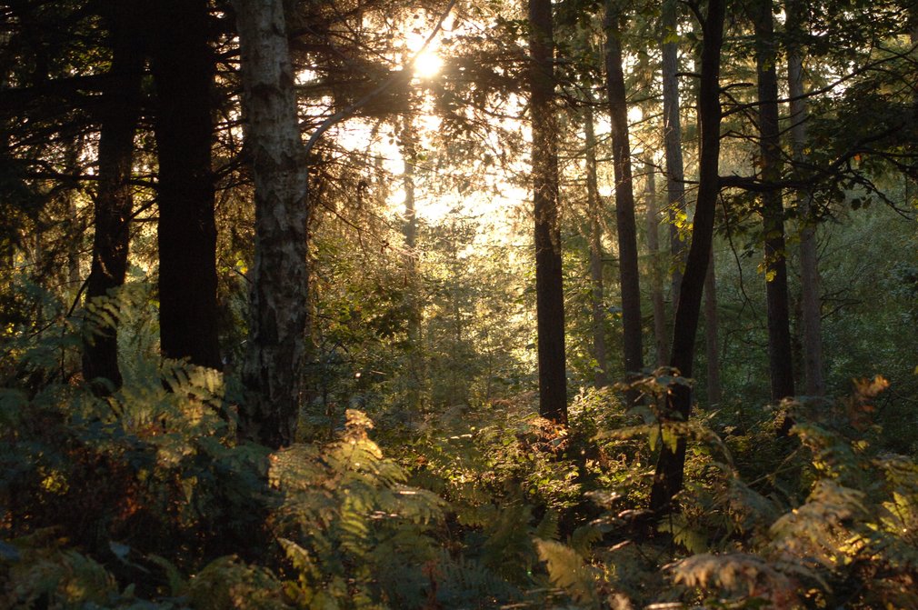 Sun rays through trees