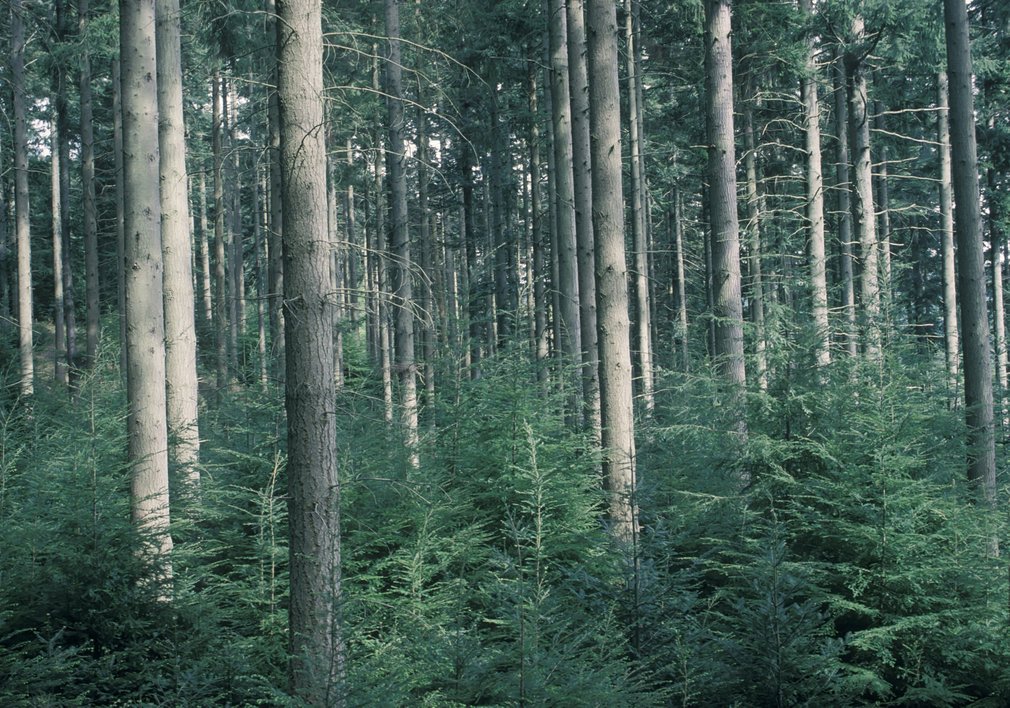 Douglas fir