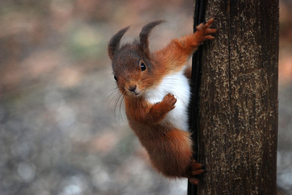 Red squirrel in Kielder Forest