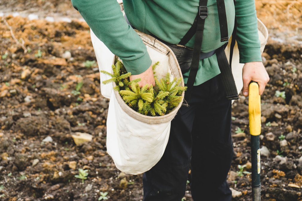 Volunteers planting trees in the forest