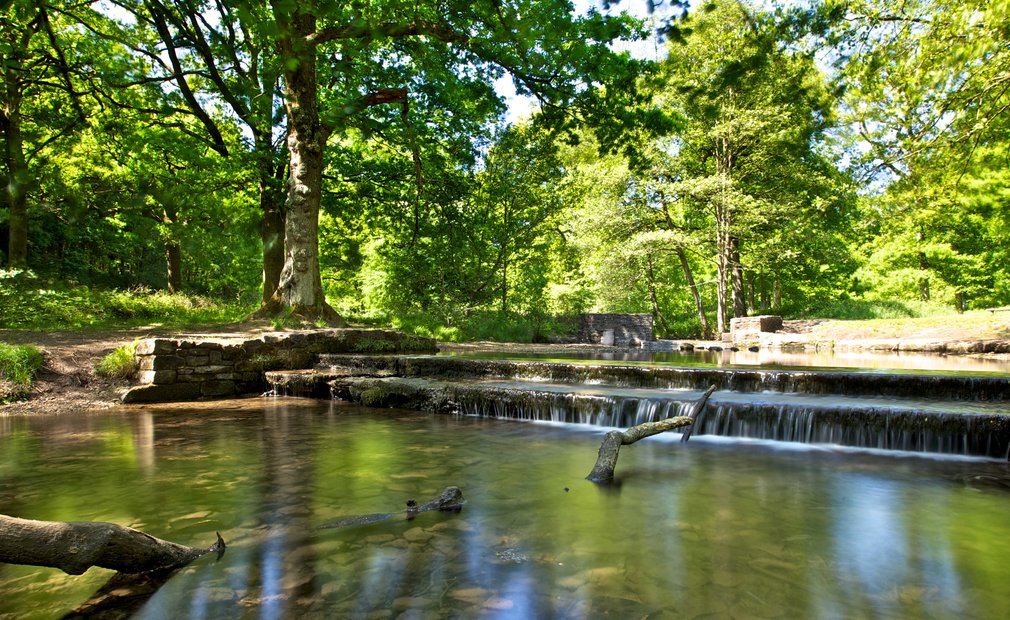 Woodland stream with sunshine