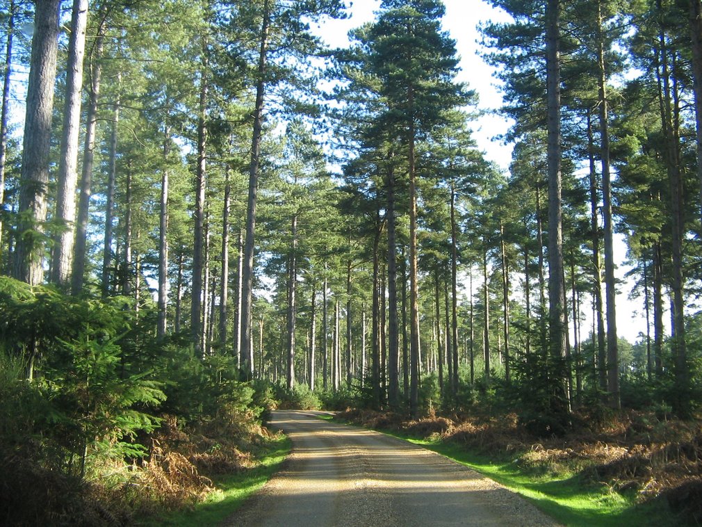 Forest Road winding through a Conifer Woodland