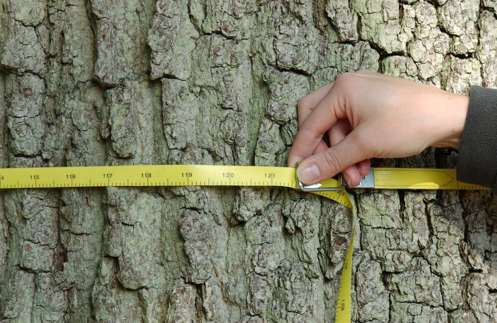 Measuring a tree