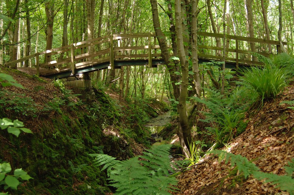 Bridge in the forest