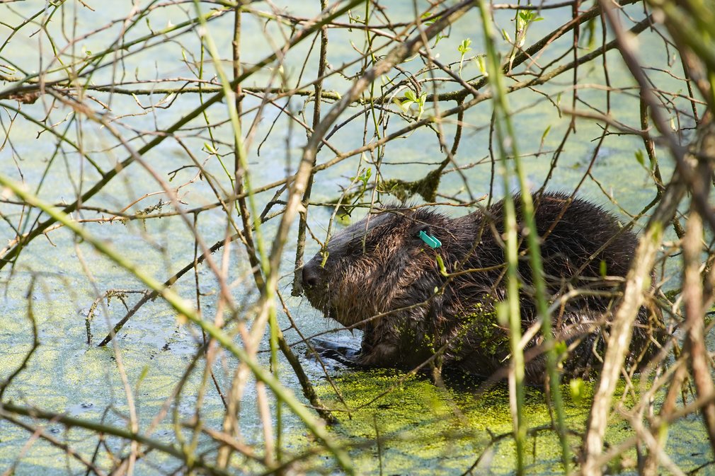 Beaver in pond surrounded by trees