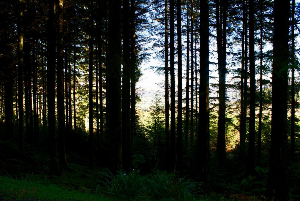 Conifer shadow forest