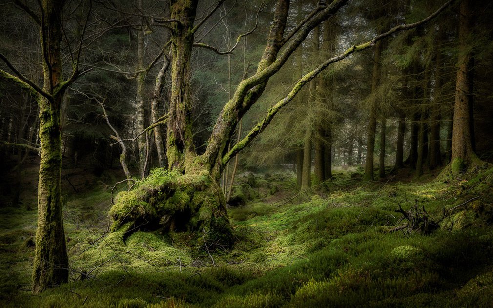 Mystical wood