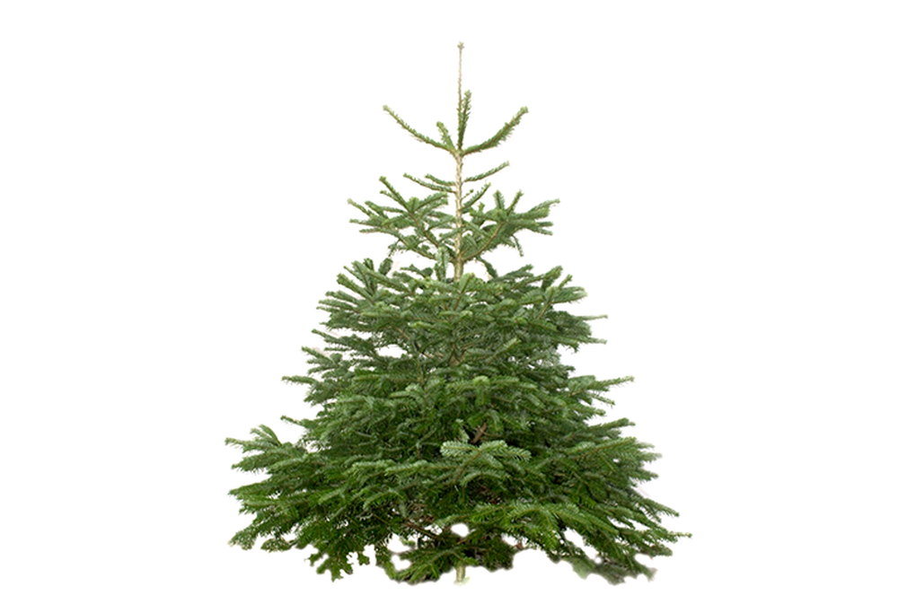 Nordmann Fir