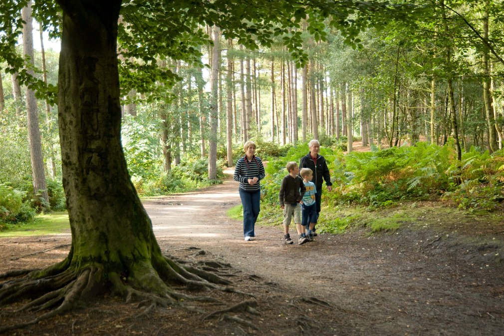 Family walking through Delamere forest