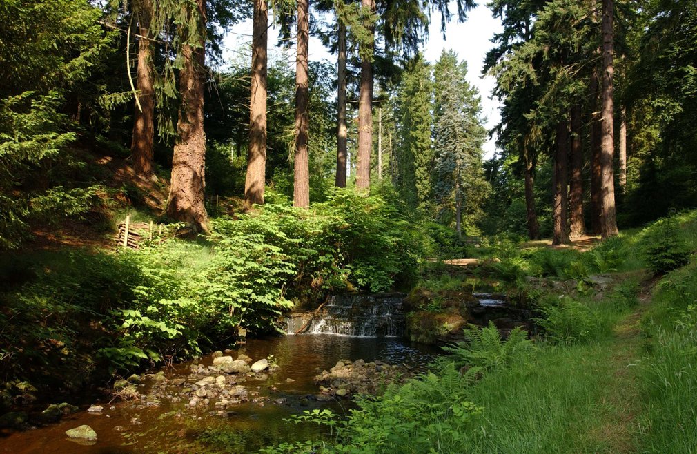 Fir trees by stream