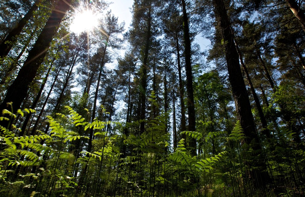 Trees at Beechenhurst