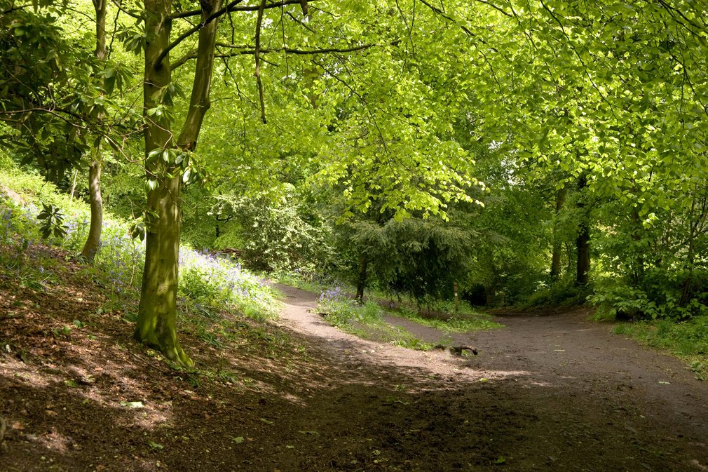 Shaded forest woodland walk