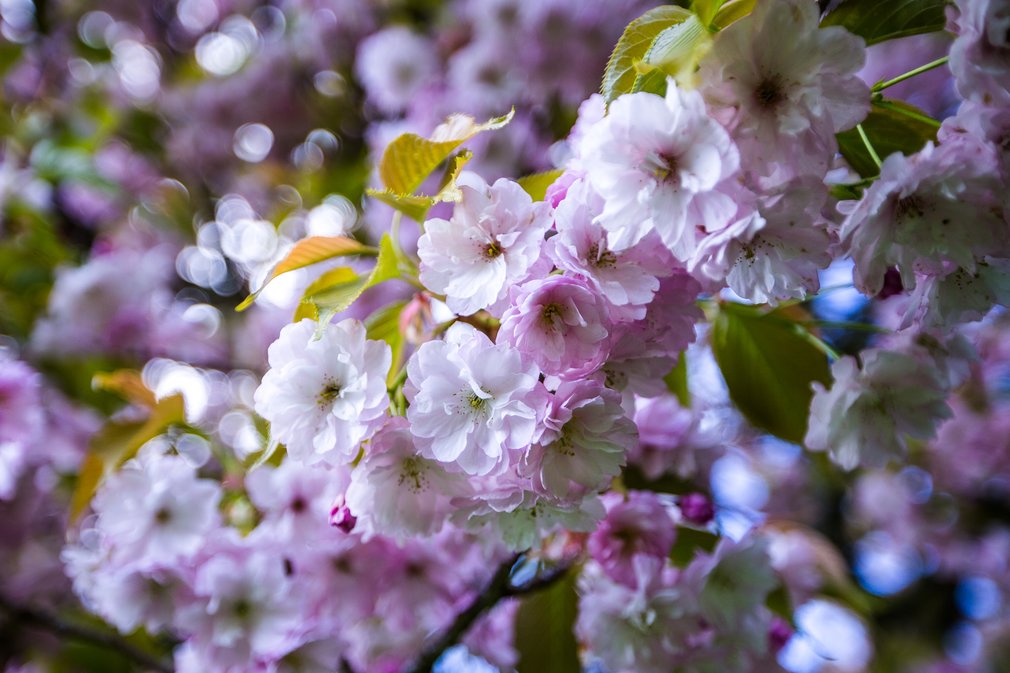 Spring Westonbirt