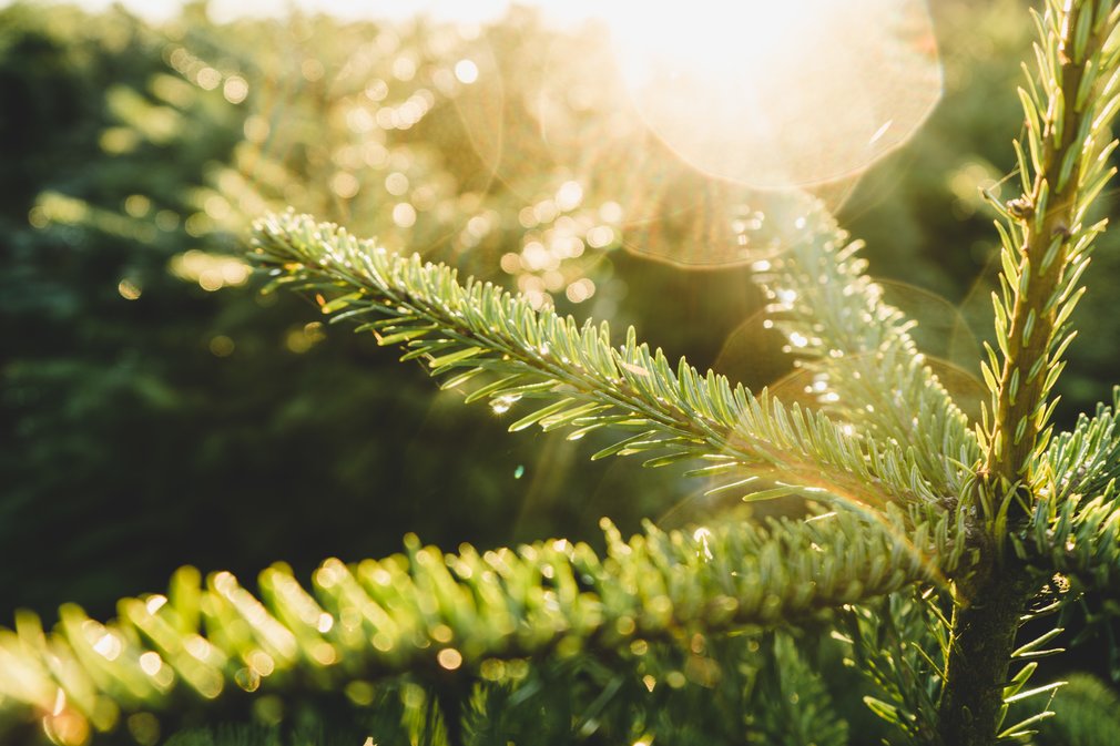 Close Up Christmas tree pines