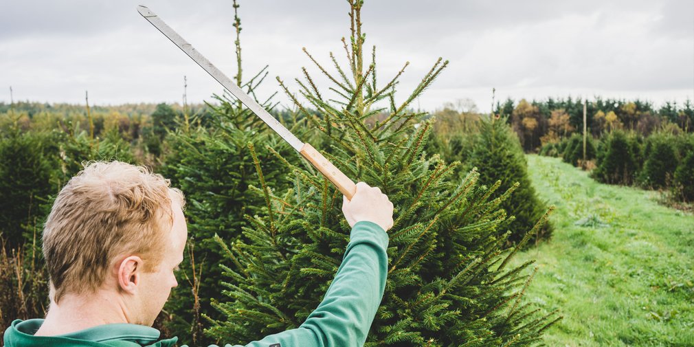 Man pruning a Christmas tree
