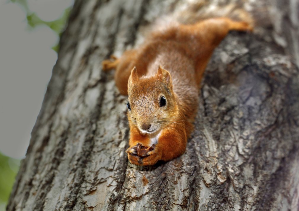 Red squirrel clinging to a branch