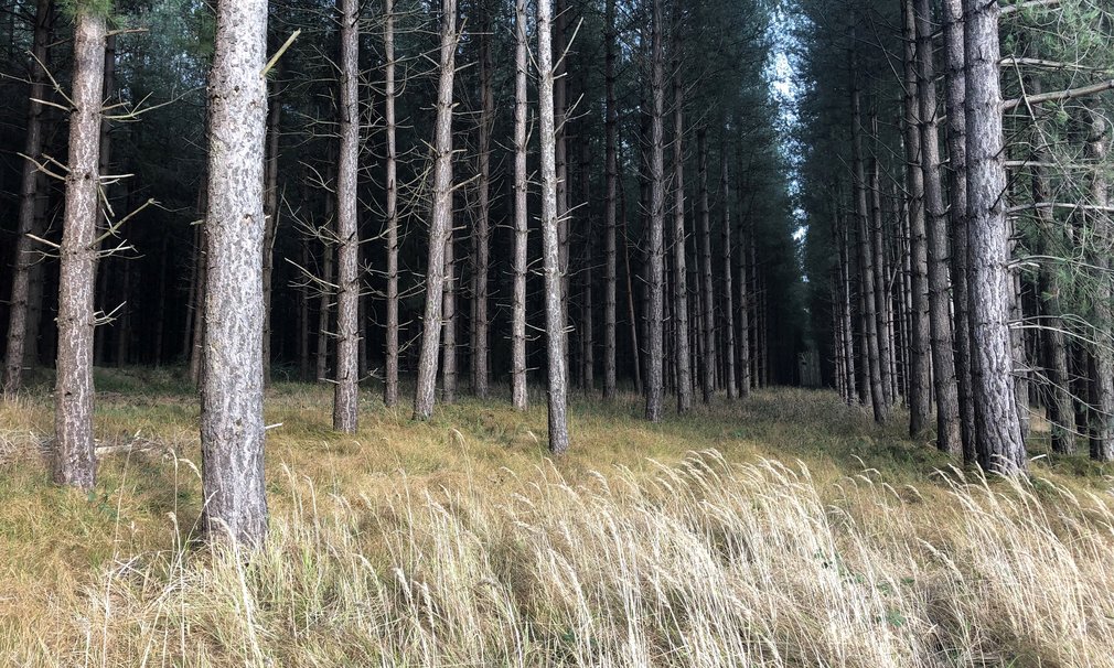 Thetford Forest