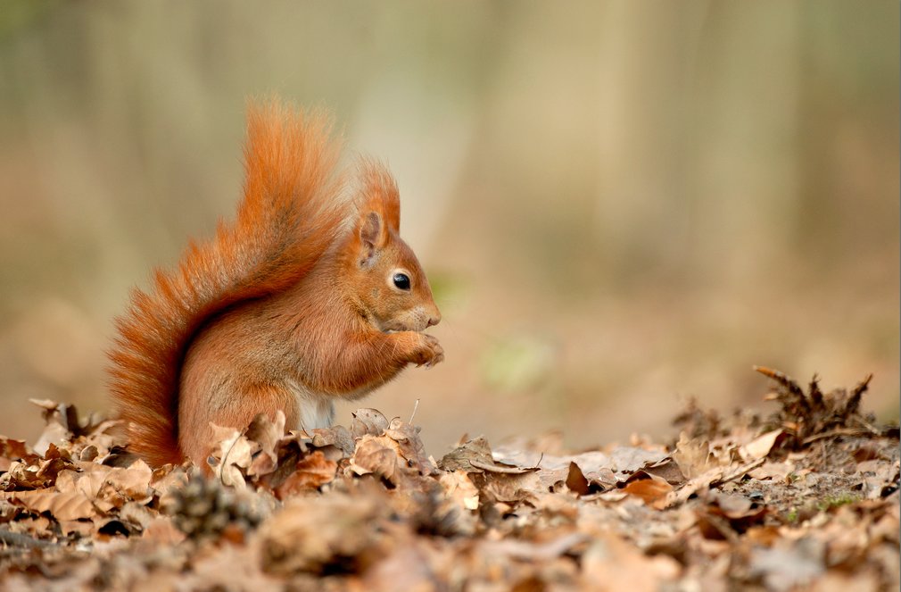 Red squirrel eating a nut