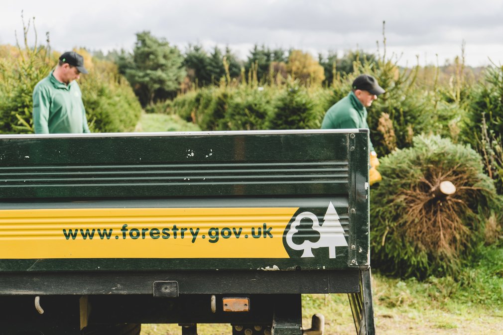 Loading Christmas trees into a Forestry Commission vehicle