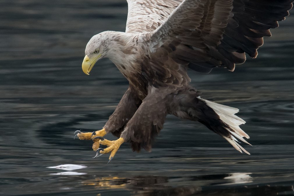 Close up of white-tailed Eagle over water