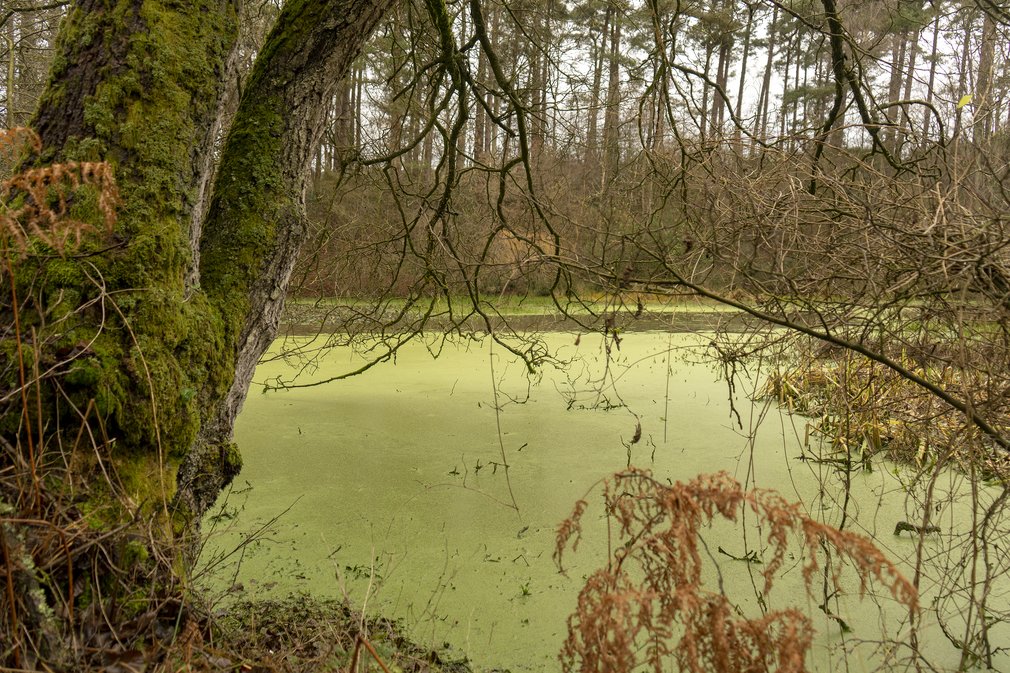 Wetland with trees behind
