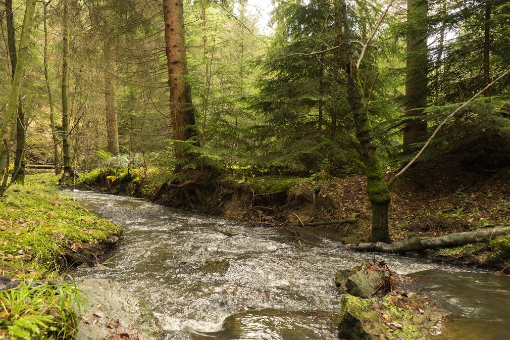 River running through Cropton Forest
