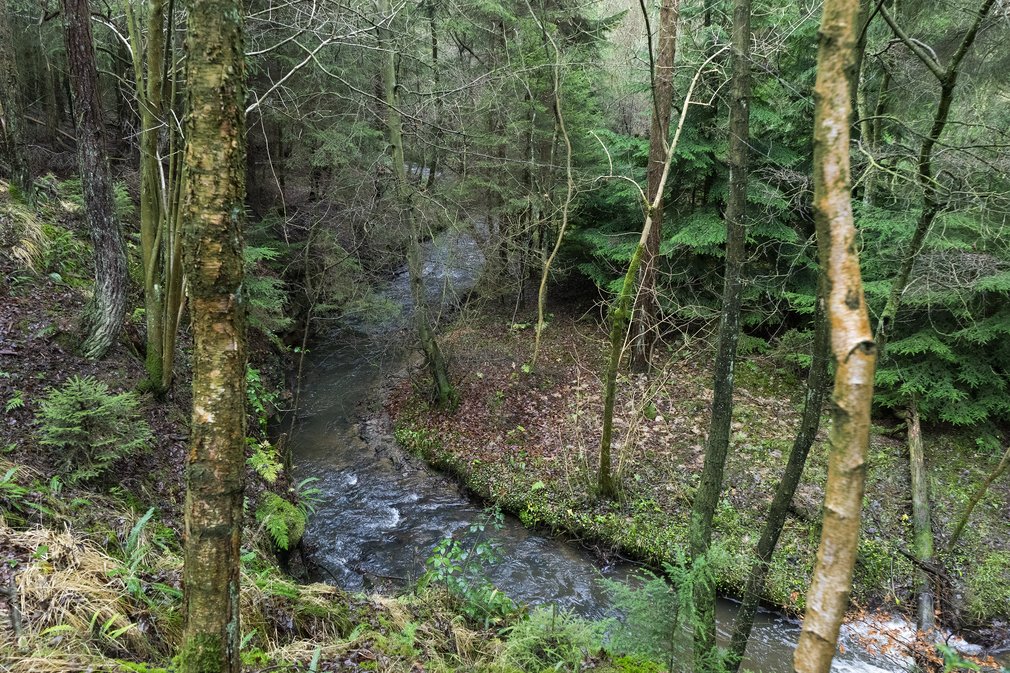 River running through woodland