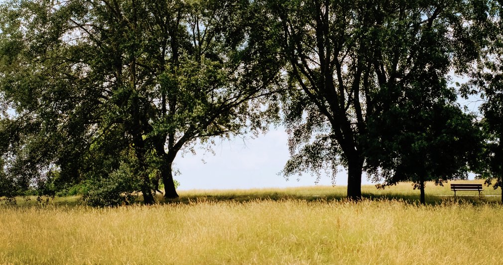 Open space with trees