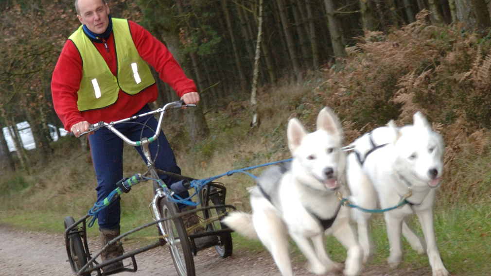 Dogs bikejoring