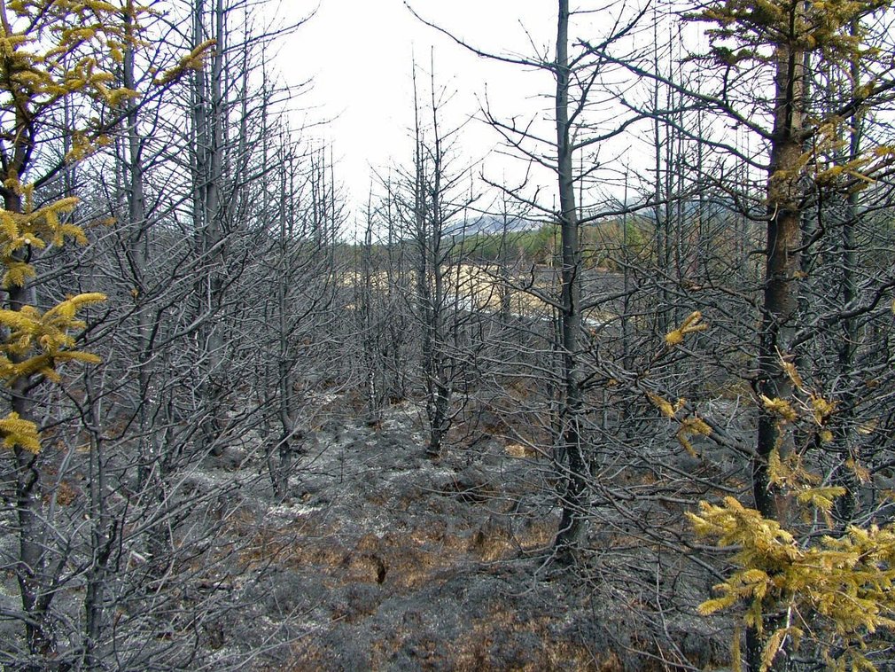 deadwood left by forest fire