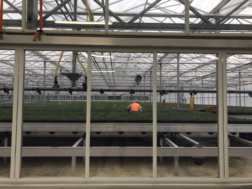 Delamere glasshouse