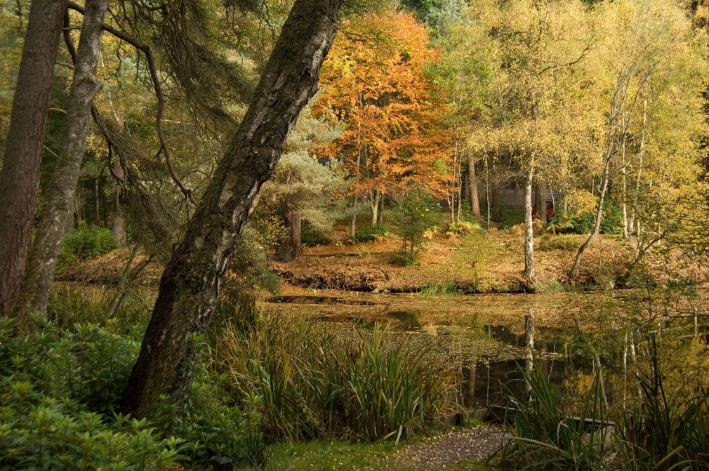 Lake in autumnal forest