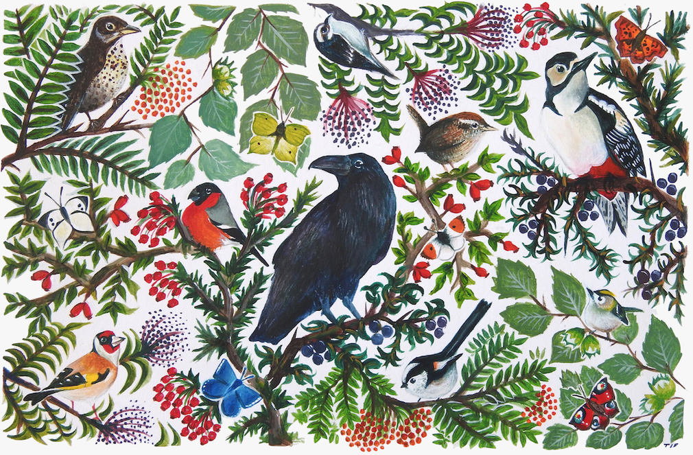 Life in the hedgerow illustration - Tiffany Francis