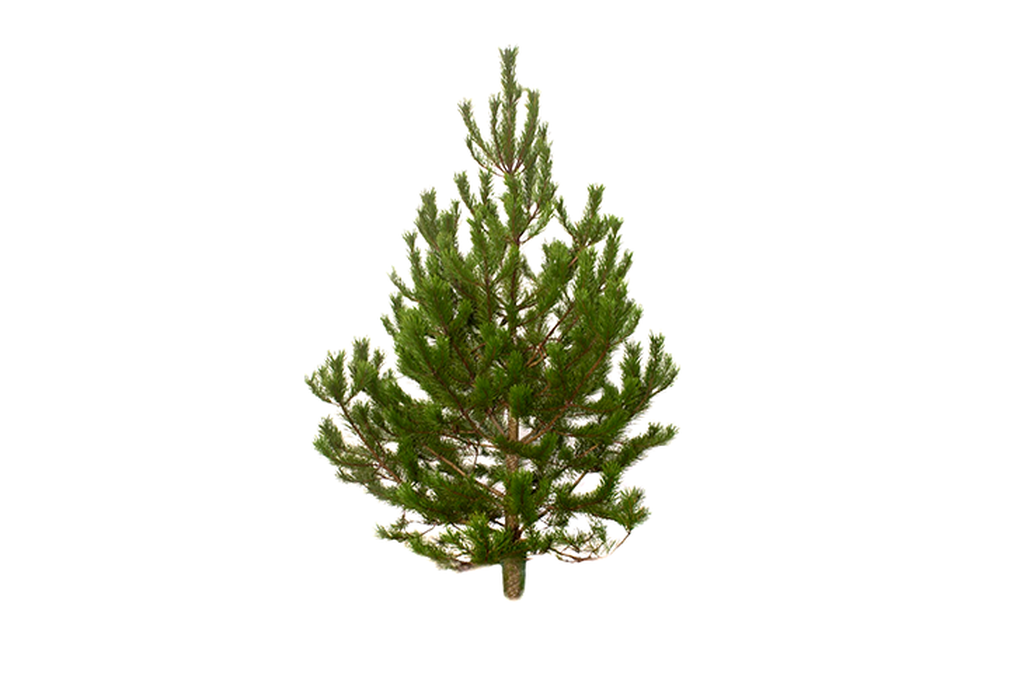 LODGEPOLE PINE