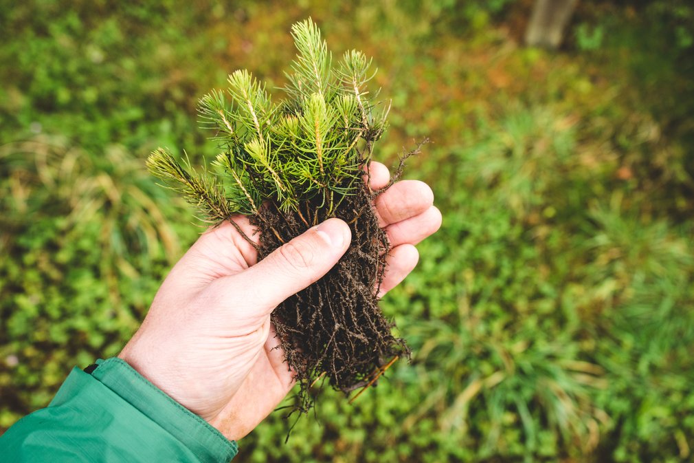 Christmas tree saplings