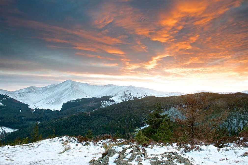 Forest Landscape at Whinlatter