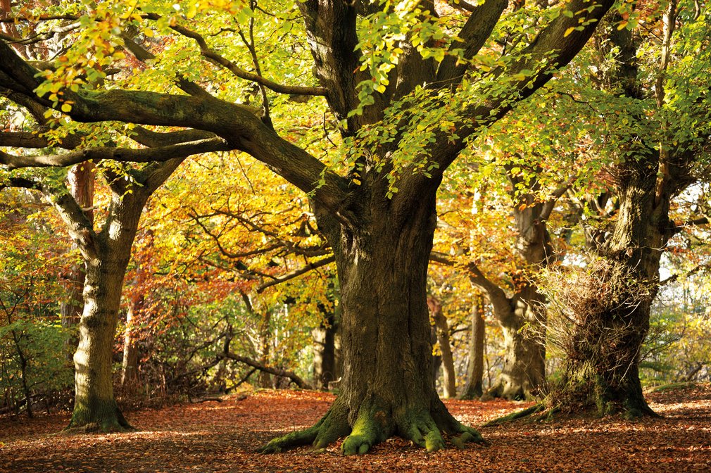 woodland landscape