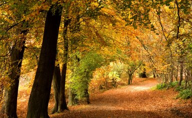 A view down an avenue of mature beech trees in the autumn.