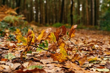 A close up on oak leaves in shades of brown, green and yellow shown on the forest floor during autumn