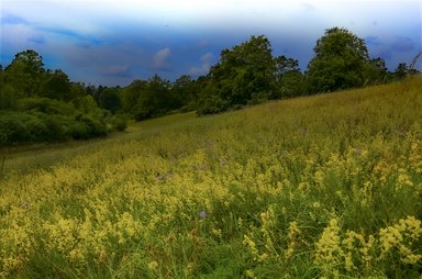 Wild flower meadow on a summer day